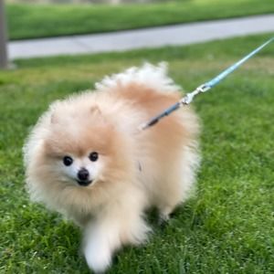 Meet your Posher, Jantai